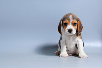1 month pure breed beagle Puppy on gray screen