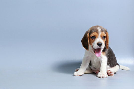 1 month pure breed beagle Puppy on gray screen