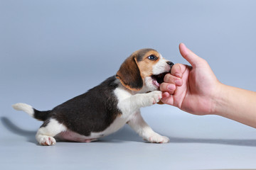 1 month pure breed beagle Puppy on gray screen