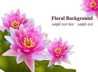 Water lily flowers realistic on white background Vector
