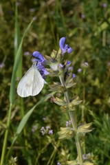 butterfly on flower  farfalla su fiore 
