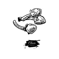 Clove vector drawing. Hand drawn sketch. Seasonal food illustrat
