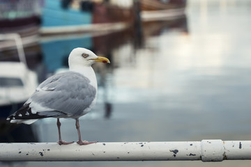 seagull in port area