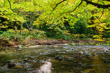 山奥の川辺