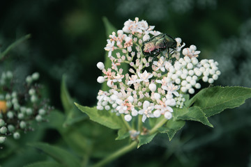 Green bug on flower