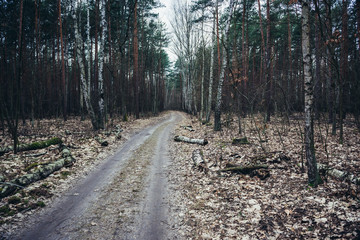 Forest road in Kampinos National Park near Warsaw city in Poland