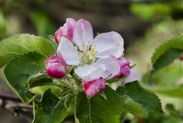 flowering of fruit tree
