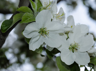 flowering of fruit tree