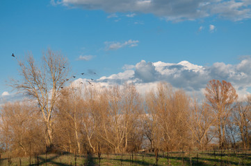 Obraz na płótnie Canvas fall trees and birds landscape
