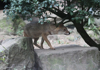 golden jackal (Canis aureus)