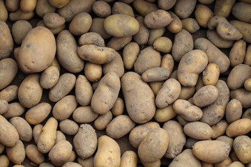 Fototapeta na wymiar Kartoffelernte im Biogarten