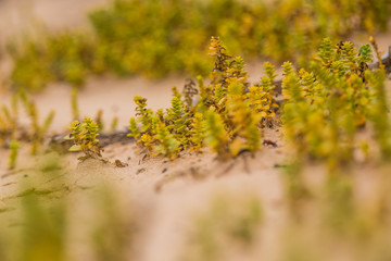 A small, bright seaside plants growing in the sand. Beach scenery with local flora. A beautiful, colorful close up of a seaside plants.