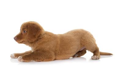 puppy Nova Scotia Duck Tolling Retriever