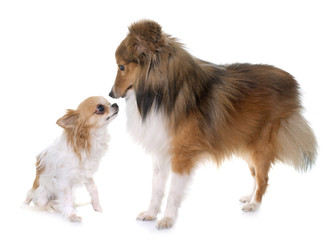 young shetland dog and chihuahua