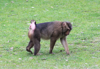 southern pig-tailed macaque (Macaca nemestrina)