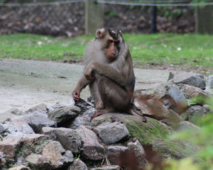 southern pig-tailed macaque (Macaca nemestrina)