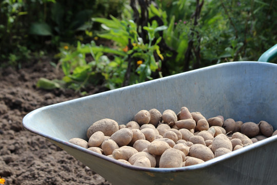 Kartoffelernte im Biogarten