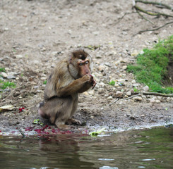 southern pig-tailed macaque (Macaca nemestrina)