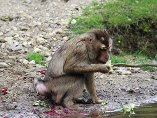 southern pig-tailed macaque (Macaca nemestrina)