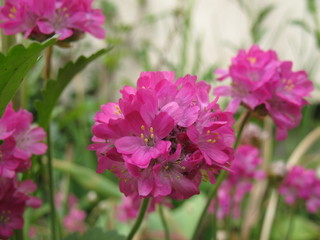 Kula różowych kwiatków © Dominika