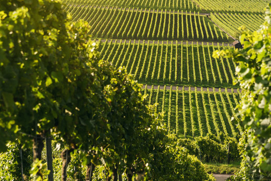 Weinberge bei Iphofen in Bayern