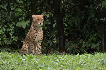 じっと見守る子チーター