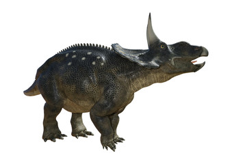 3D Rendering Dinosaur Diceratops on White