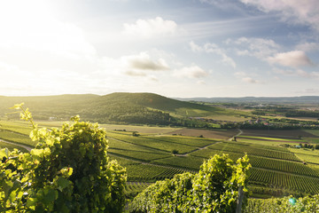 Weinberge bei Iphofen in Bayern