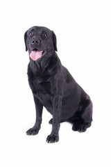 labrador retriever in front of white background studio isolated
