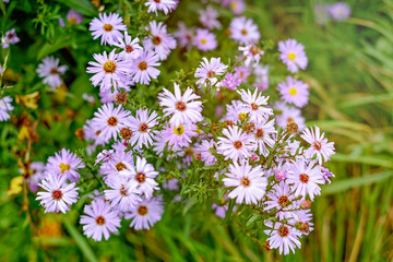 Aerial flower shot