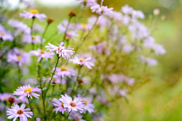Autumn flowers