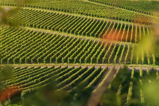 Weinberge bei Iphofen in Bayern