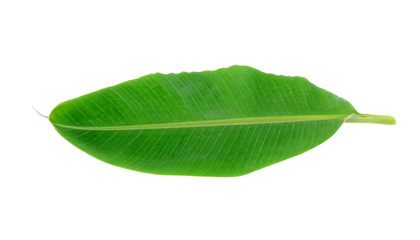 Obraz premium Banana Leaf isolated on white background