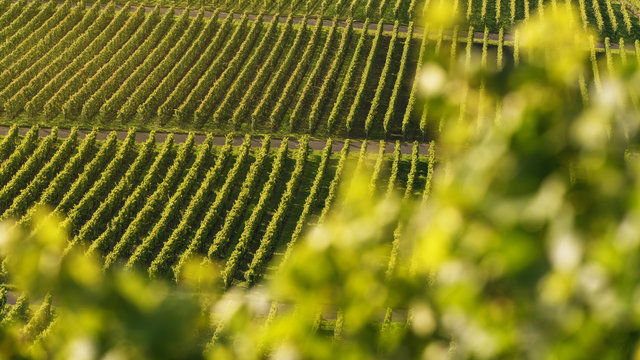 Weinberge bei Iphofen in Bayern