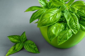 Fresh juicy aromatic herb basil and inflorescence in a pattern on a gray background with copy space