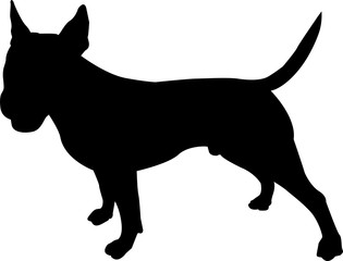American bull terrier stands in a rack