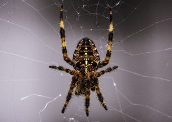 Spider on a Web
