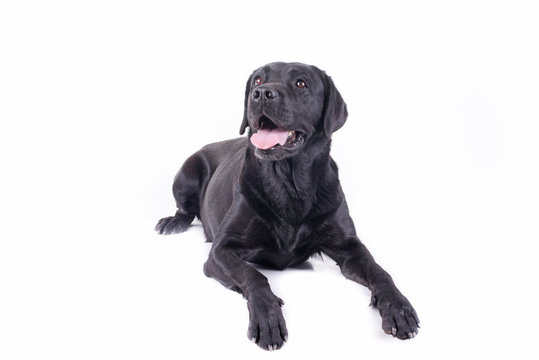 labrador retriever in front of white background studio isolated
