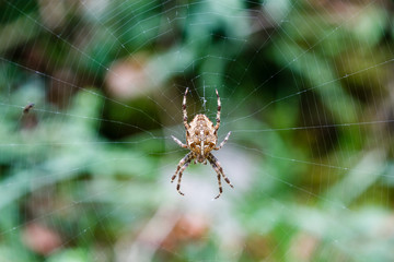 Araneus diadematus. Araña de jardín europea o de la cruz..
