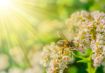 Honigbiene, Biene auf blühendem Buchweizen und Sonnenstrahlen - Honeybee, bee on buckwheat in...