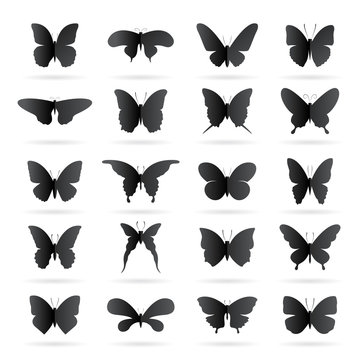 Vector group of black butterfly on white background. Butterfly icon. Insect.
