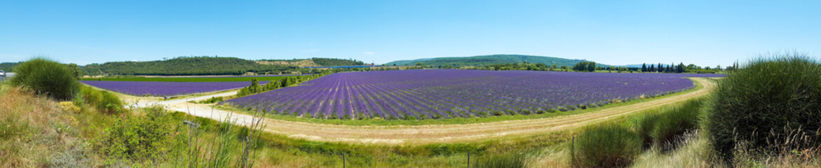 Fototapeta premium France, Provence, lavender fields. Panorama