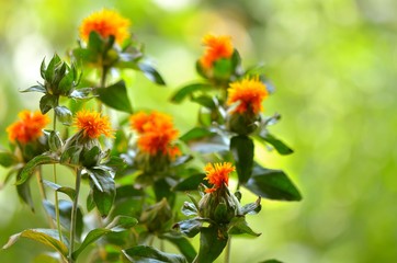 Several orange tousled (shaggy) small summer flowers on natural green background. Horizontal decorative photo.