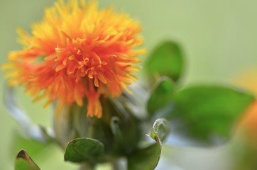 Isolated orange tousled (shaggy) small summer flowers on natural green background. Horizontal decorative photo.