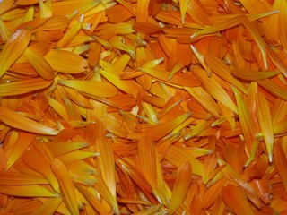 Fresh Calendula officinalis, also known as pot marigold, petals gathered for drying medicinal use