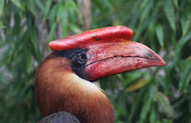 rufous hornbill (Buceros hydrocorax)