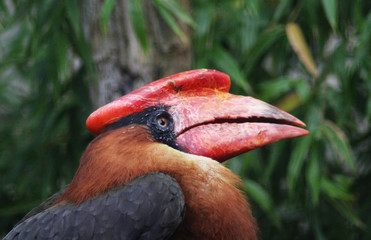rufous hornbill (Buceros hydrocorax)