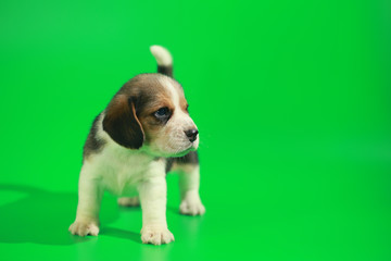 
1 month pure breed beagle Puppy on green screen