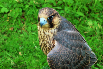 hunting falcon