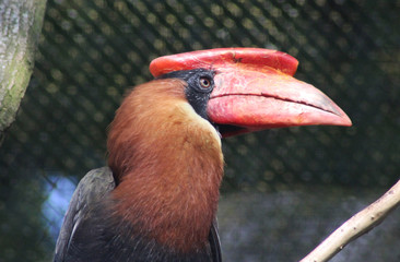 rufous hornbill (Buceros hydrocorax)